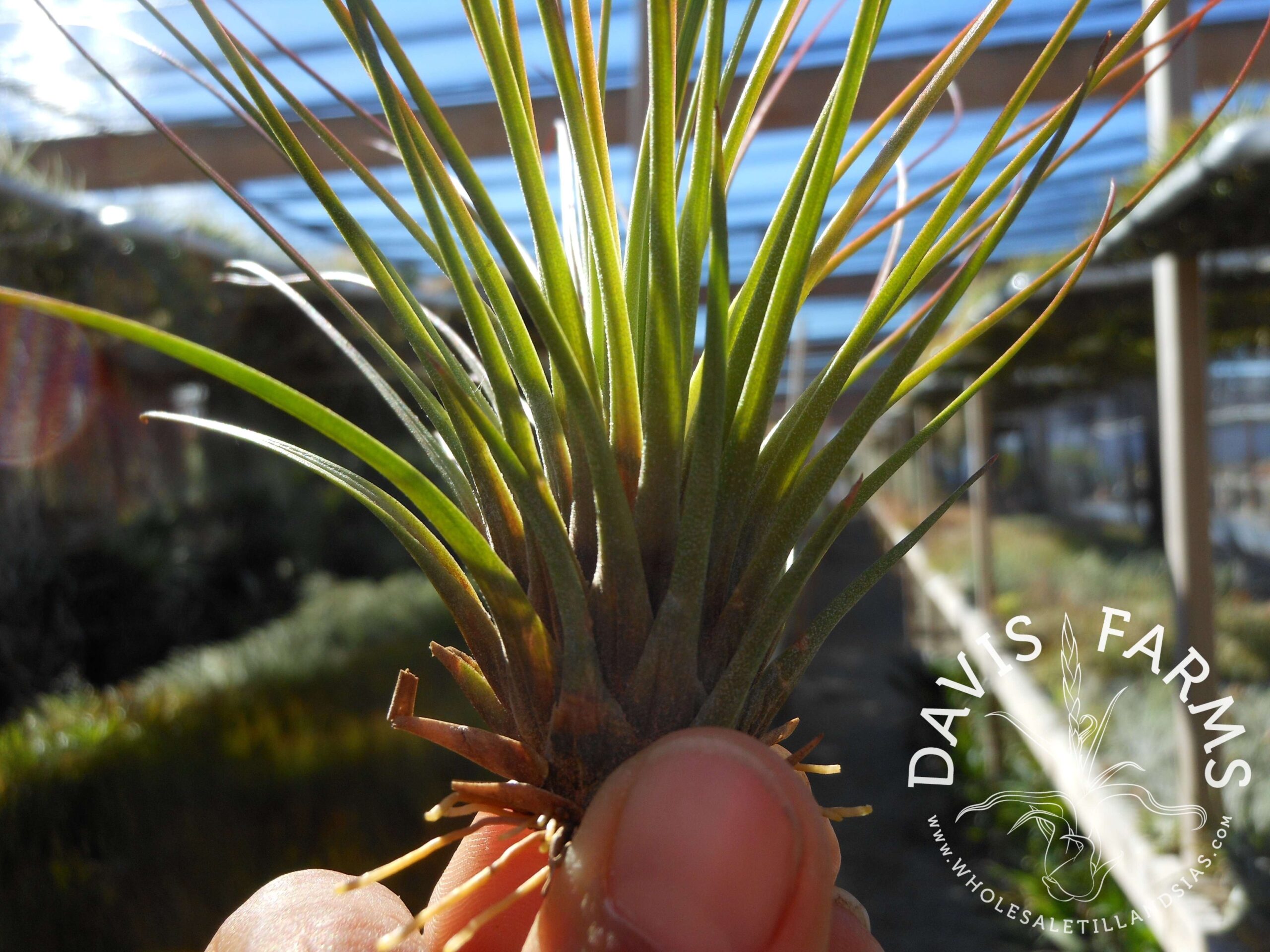 Tillandsia juncifolia red hybrid