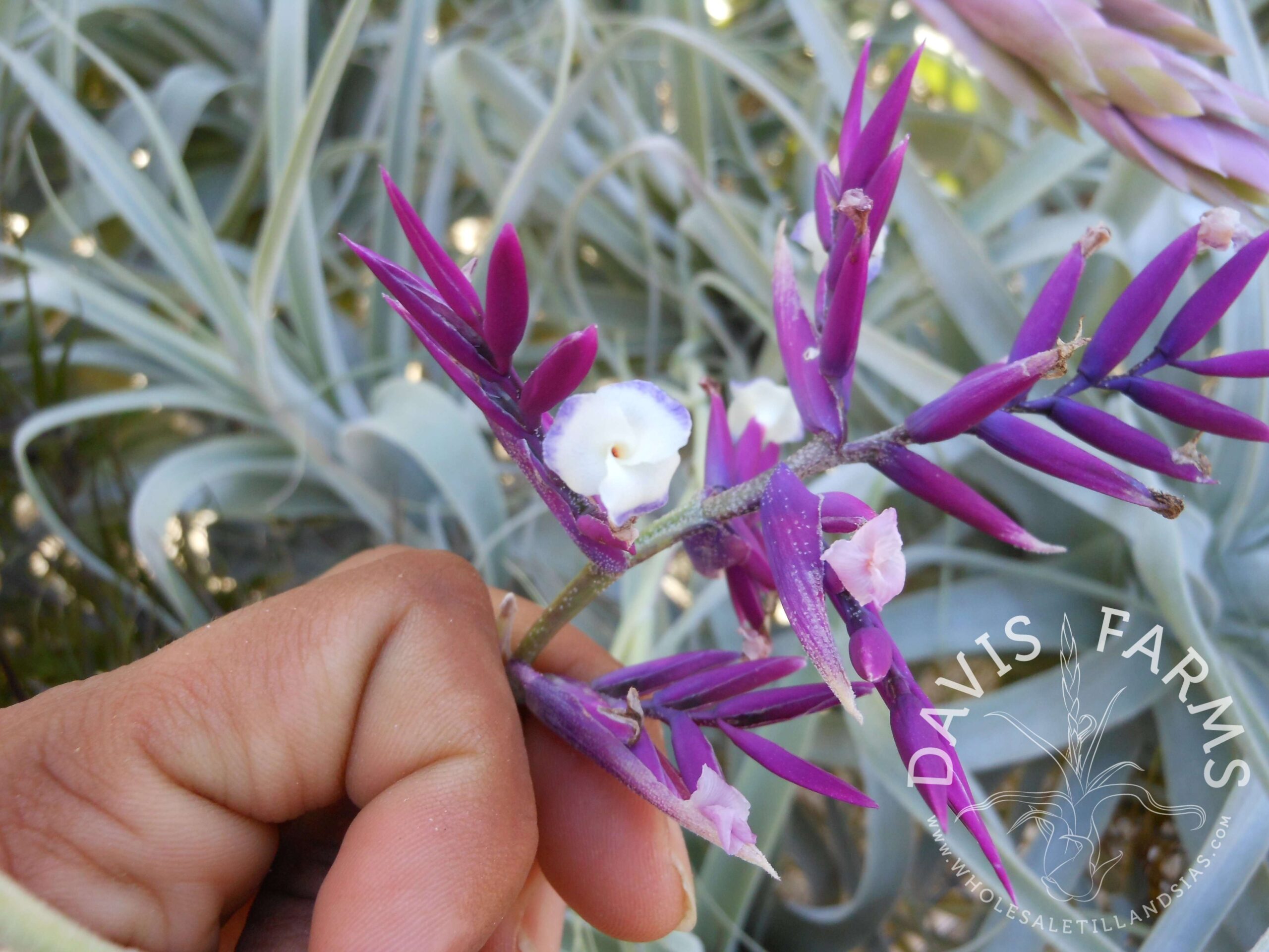Tillandsia straminea deep purple