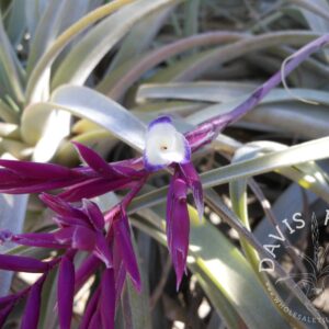 Tillandsia straminea deep purple