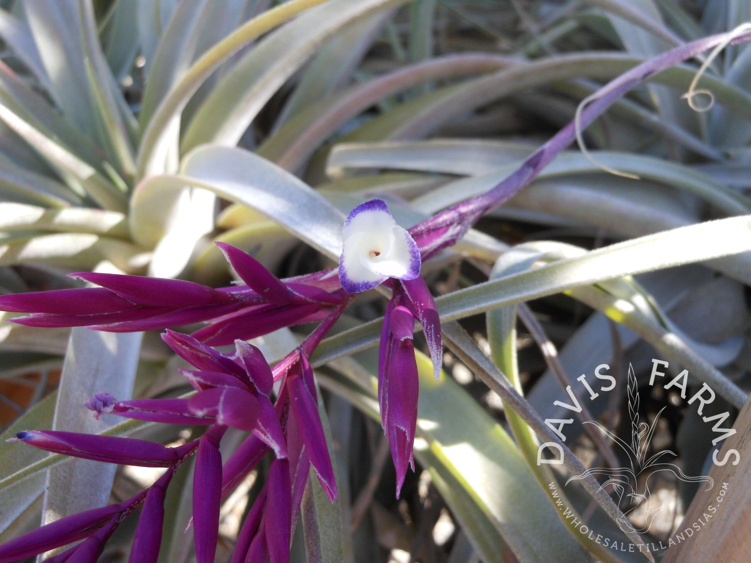 Tillandsia straminea deep purple