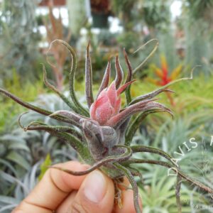 Tillandsia pruinosa Guatemala