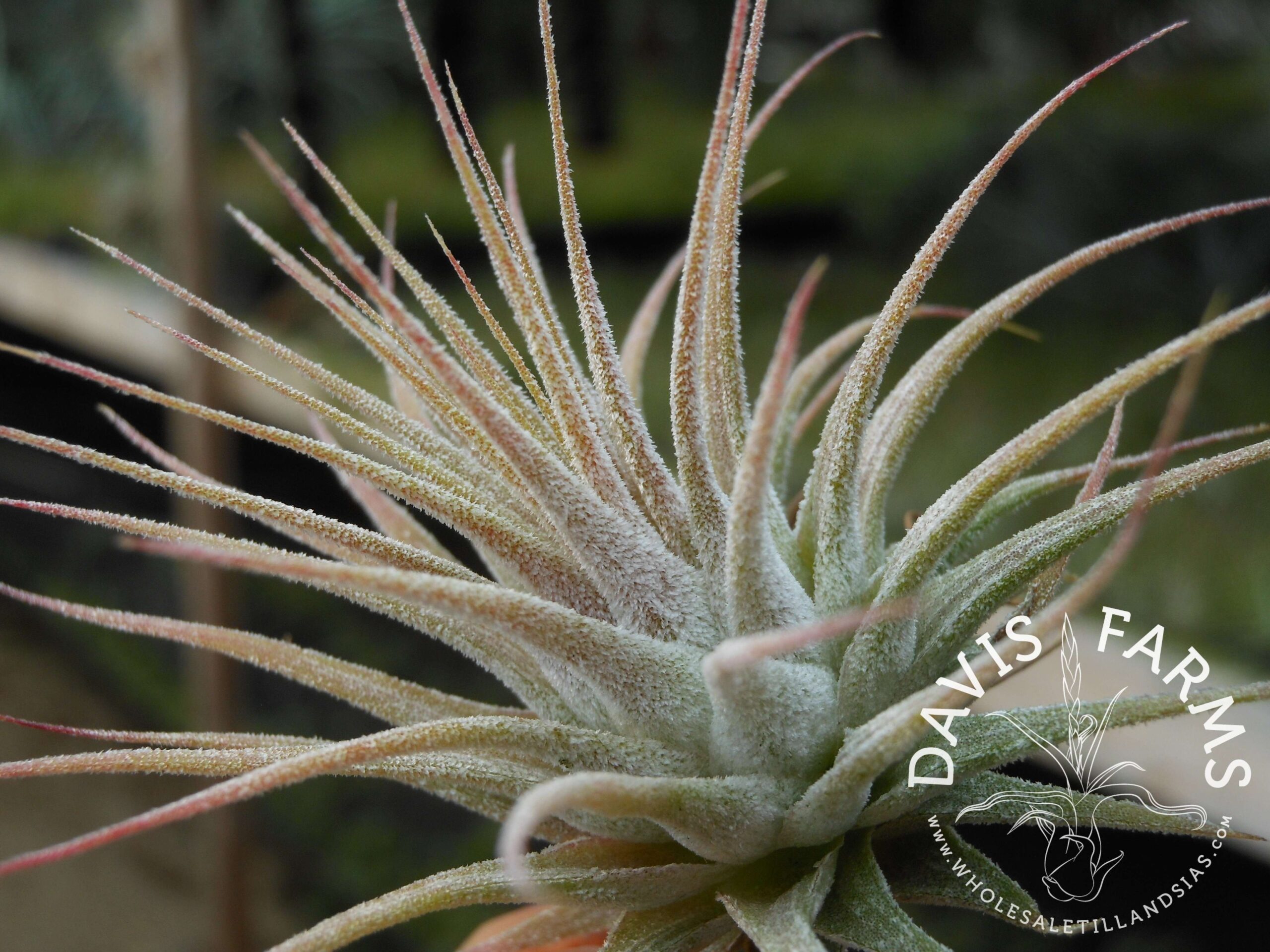 Tillandsia ionantha ionantha AKA ionantha Guatemala