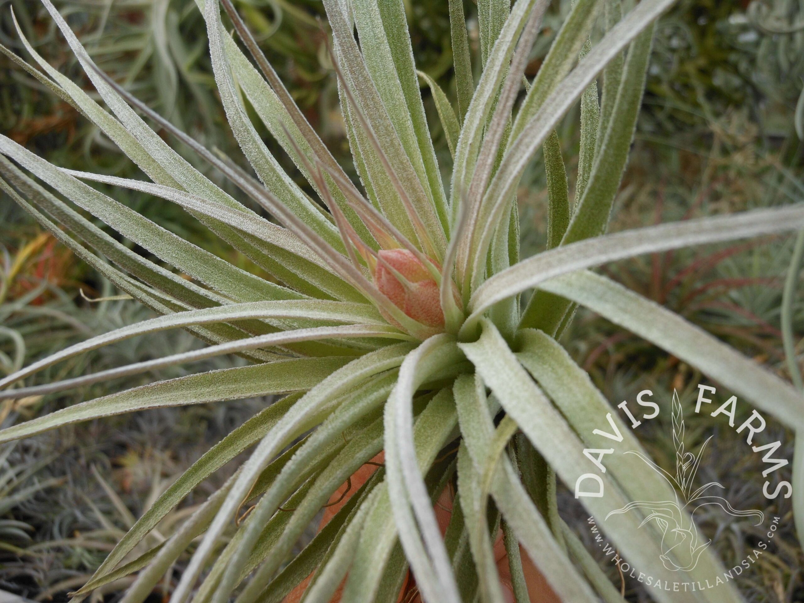 Tillandsia Houston Cotton Candy