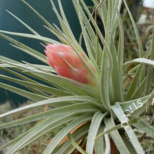 Tillandsia Houston Cotton Candy