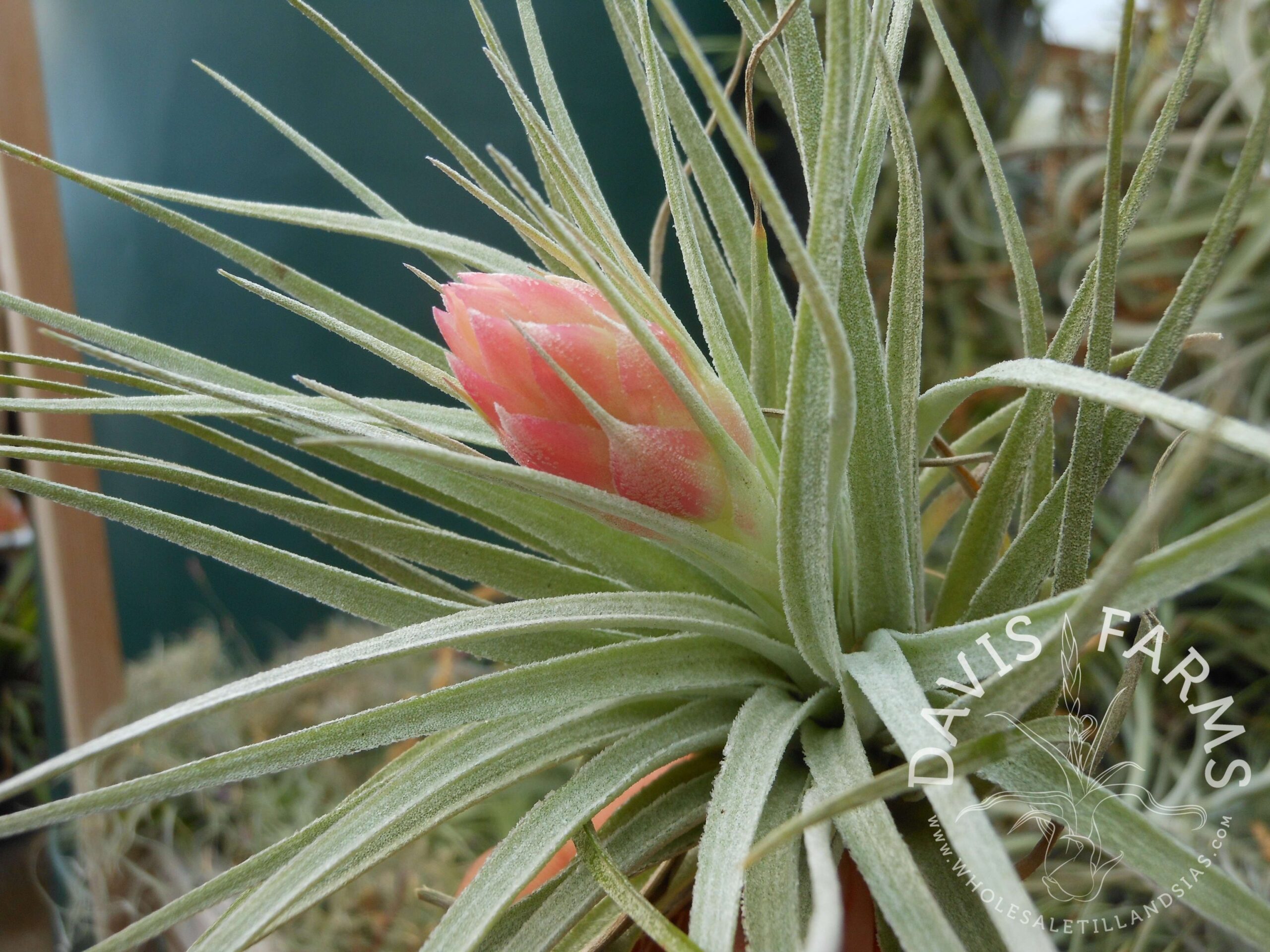 Tillandsia Houston Cotton Candy