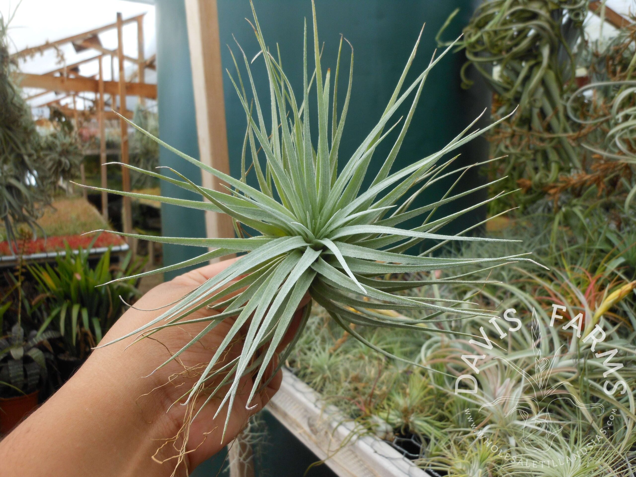 Tillandsia Houston Cotton Candy