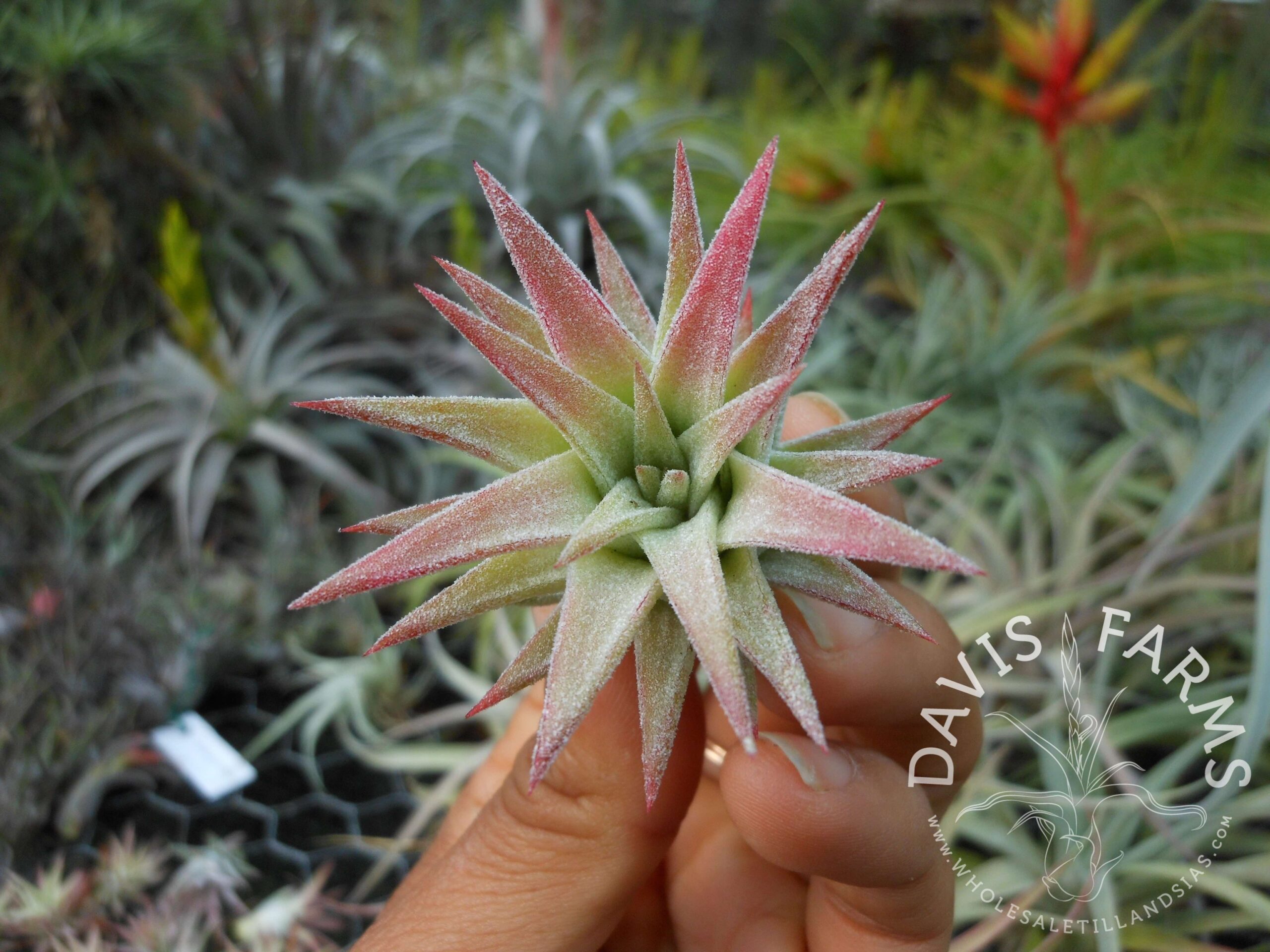 Tillandsia ionantha v. vanhyningii