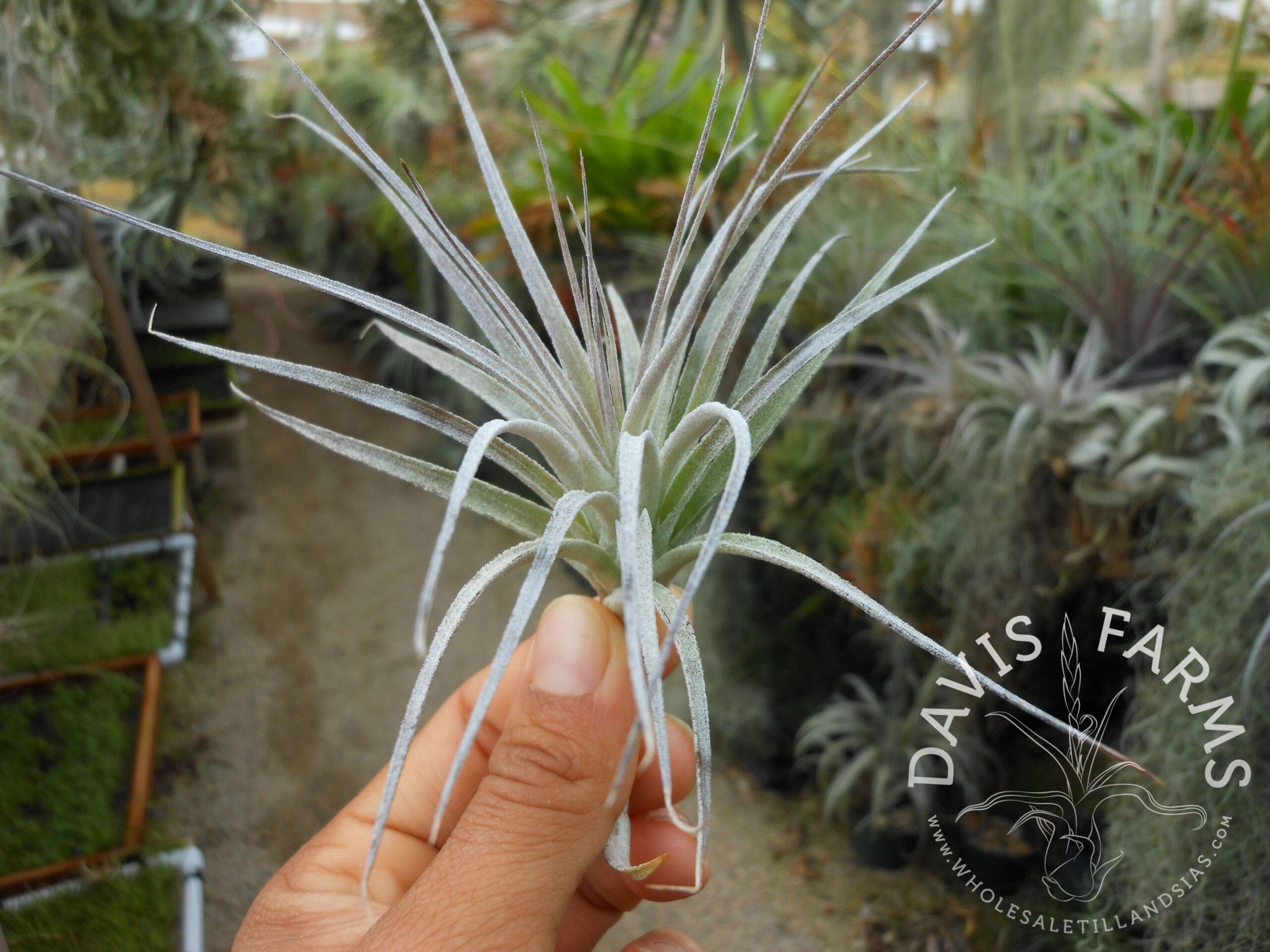 Tillandsia Houston Cotton Candy