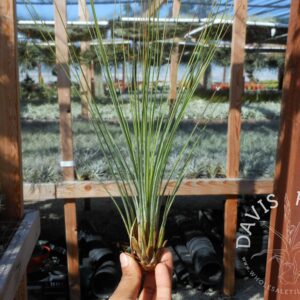 Tillandsia juncifolia