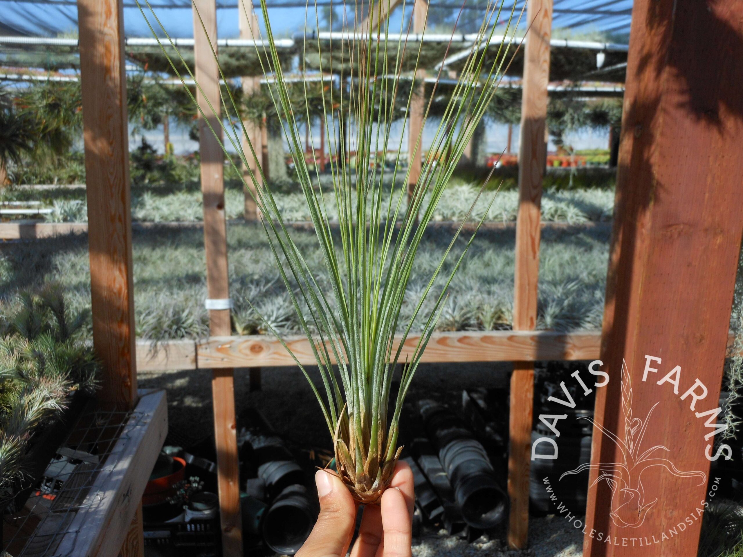 Tillandsia juncifolia