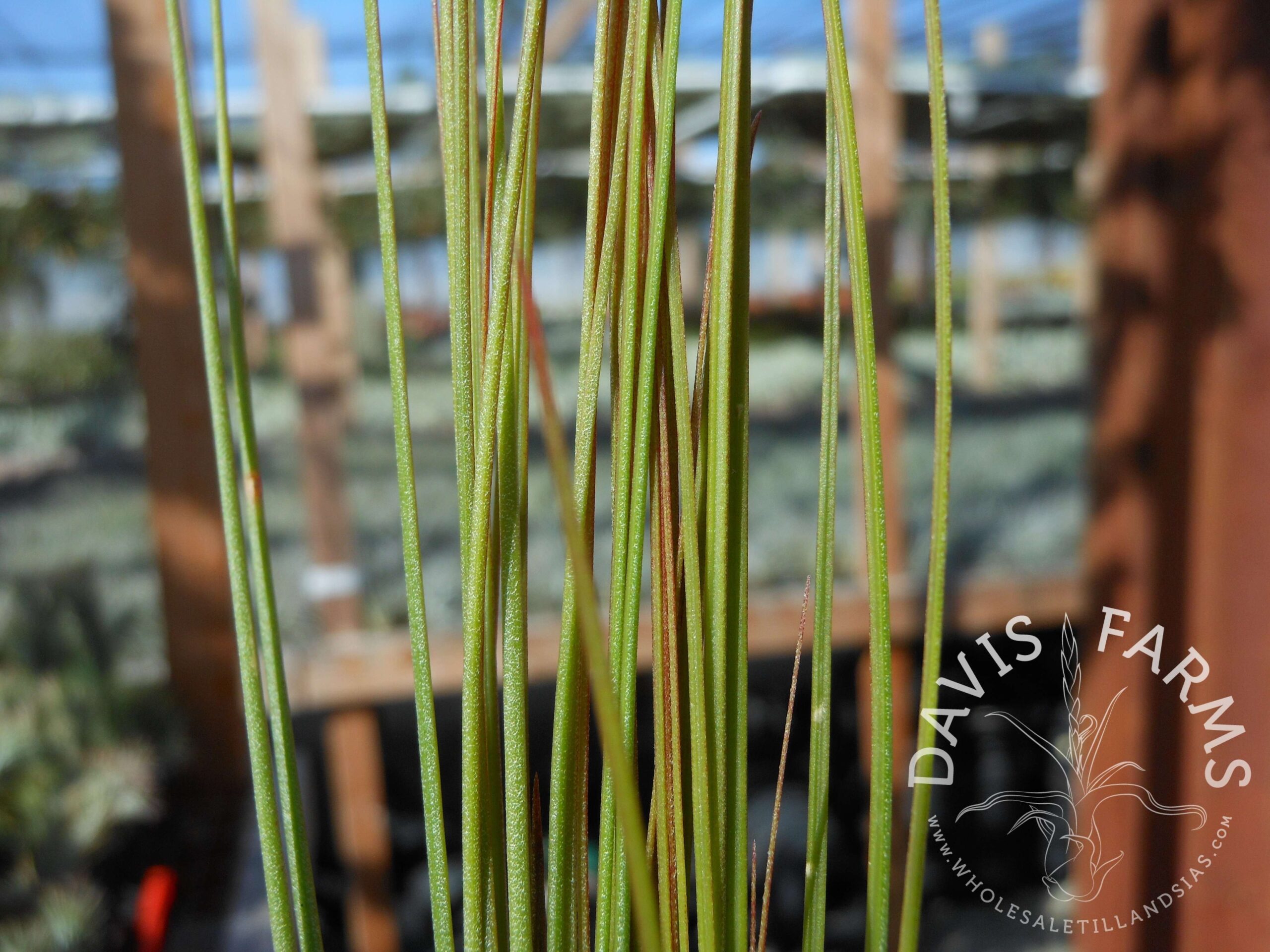 Tillandsia juncifolia