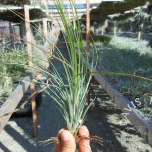 Tillandsia juncea