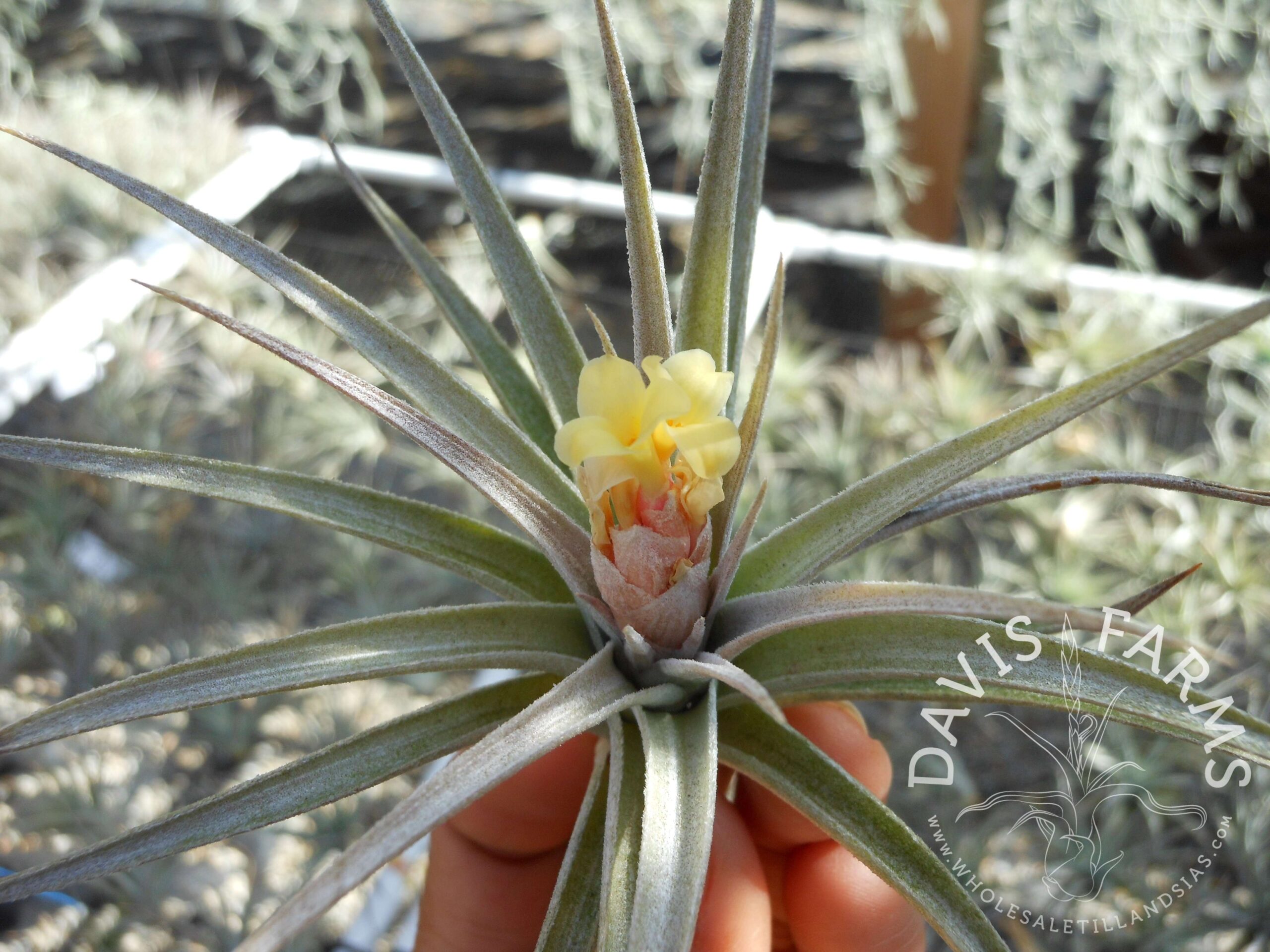 Tillandsia jucunda