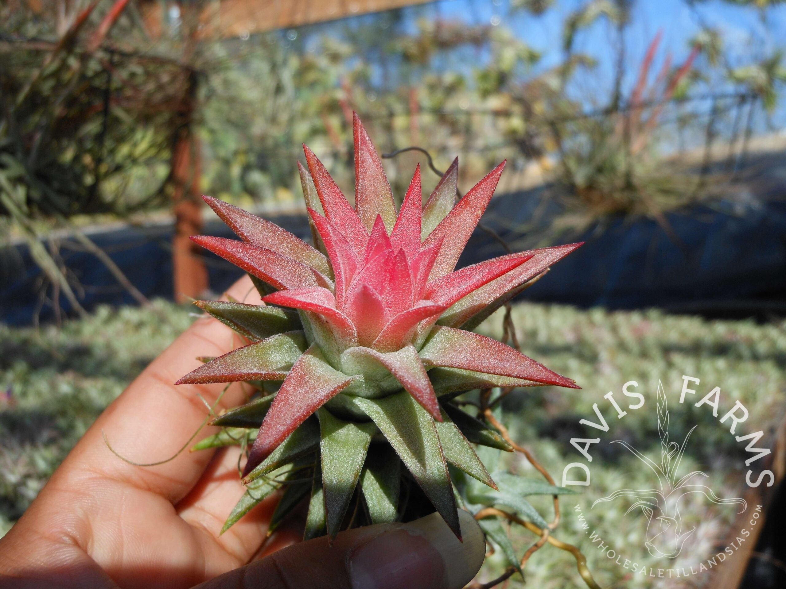 Tillandsia ionantha v. vanhyningii