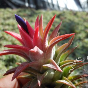 Tillandsia ionantha v. vanhyningii