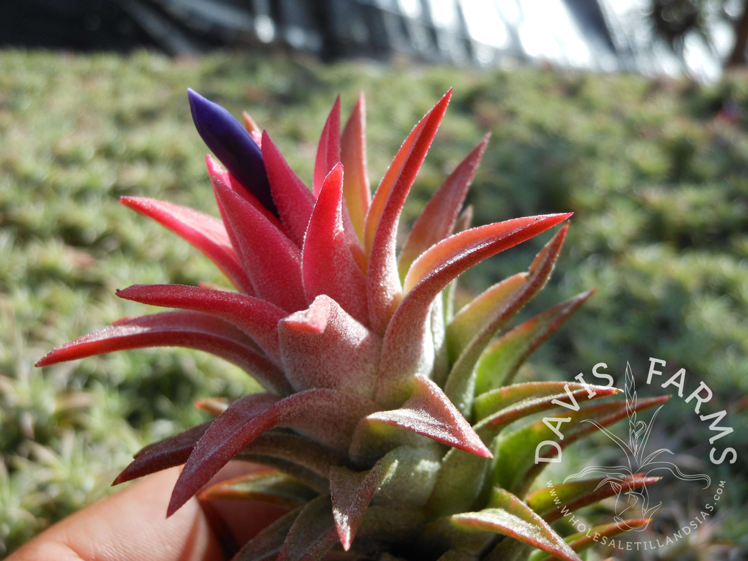 Tillandsia ionantha v. vanhyningii