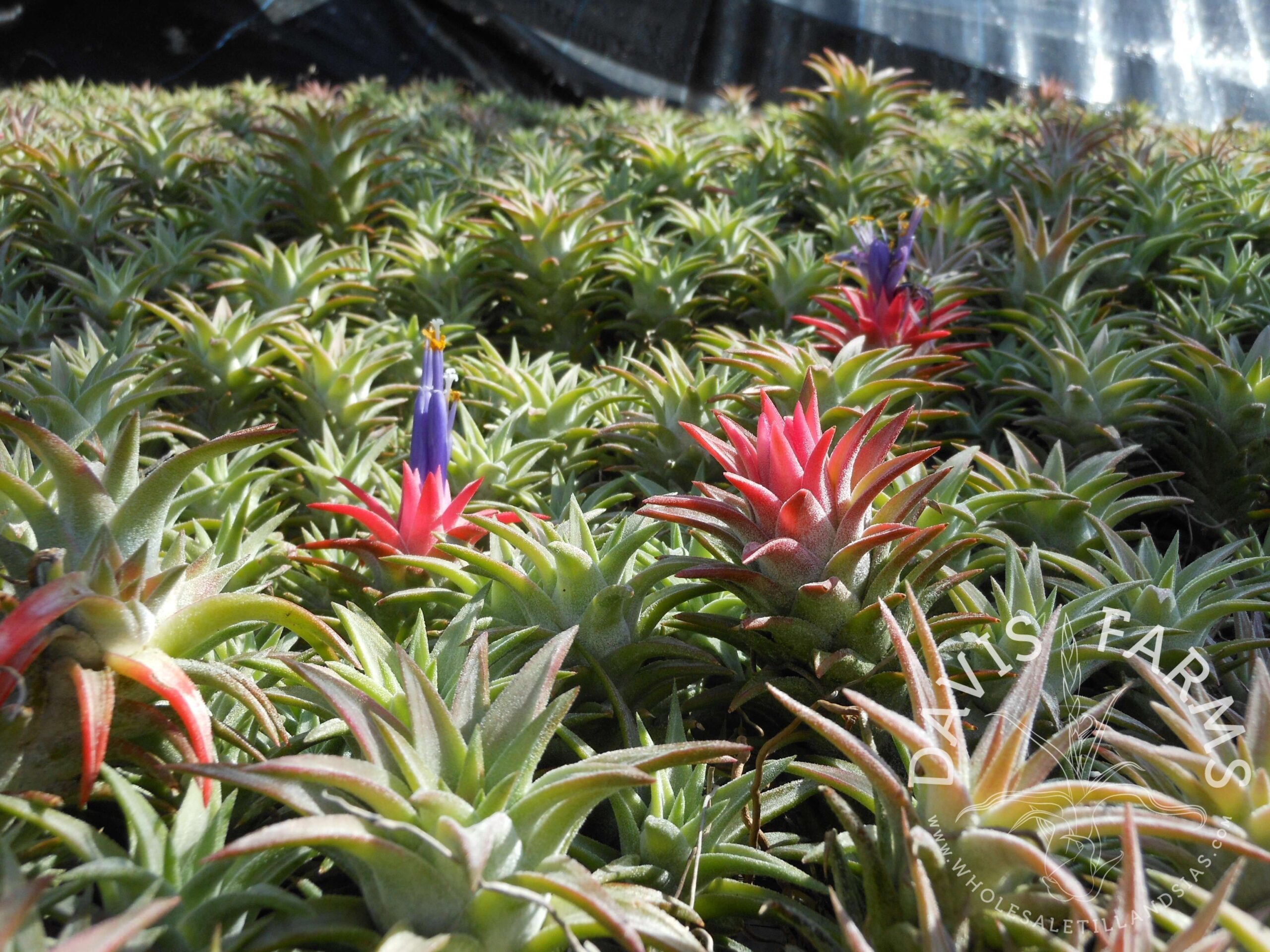 Tillandsia ionantha v. vanhyningii