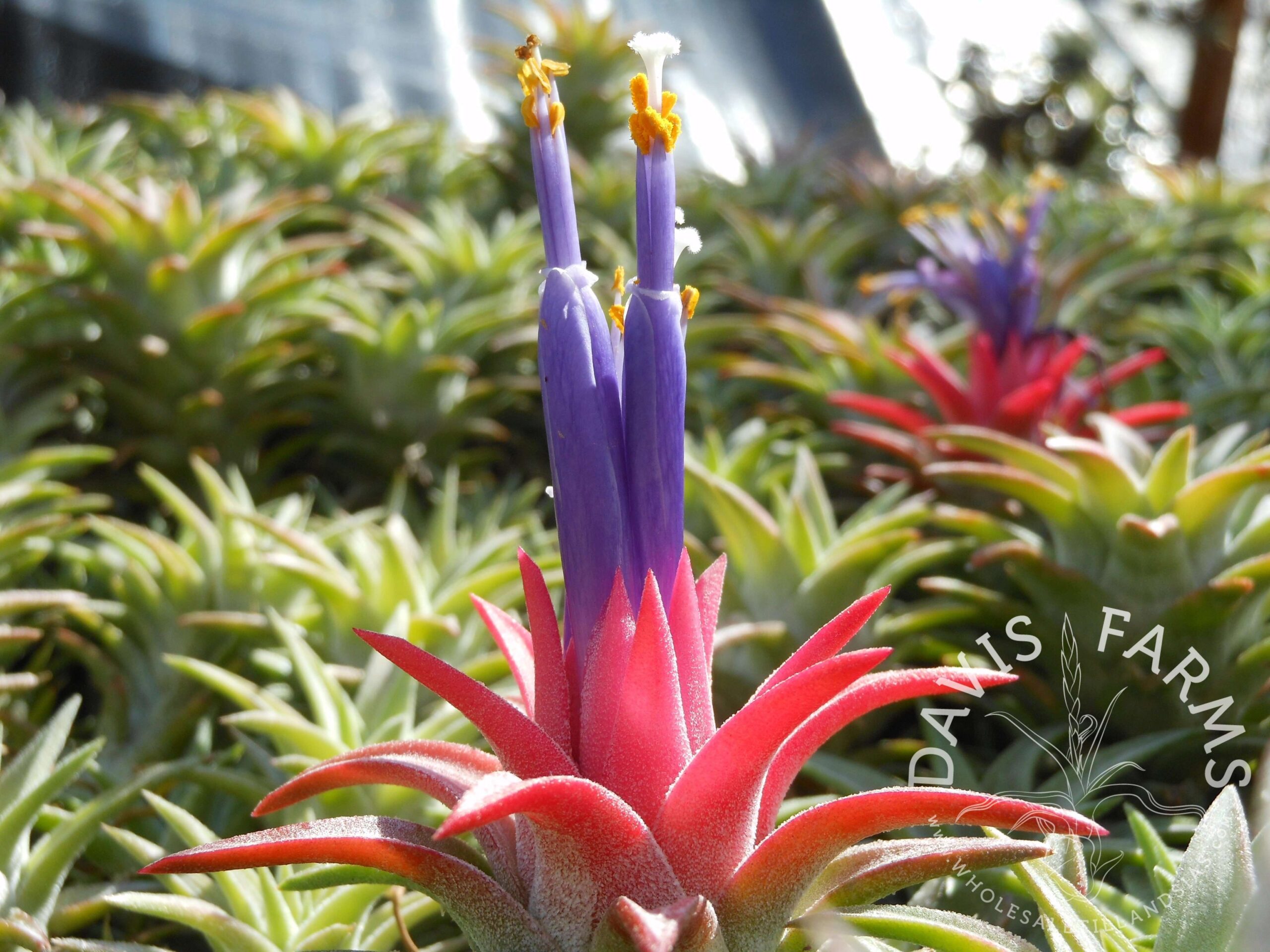 Tillandsia ionantha v. vanhyningii