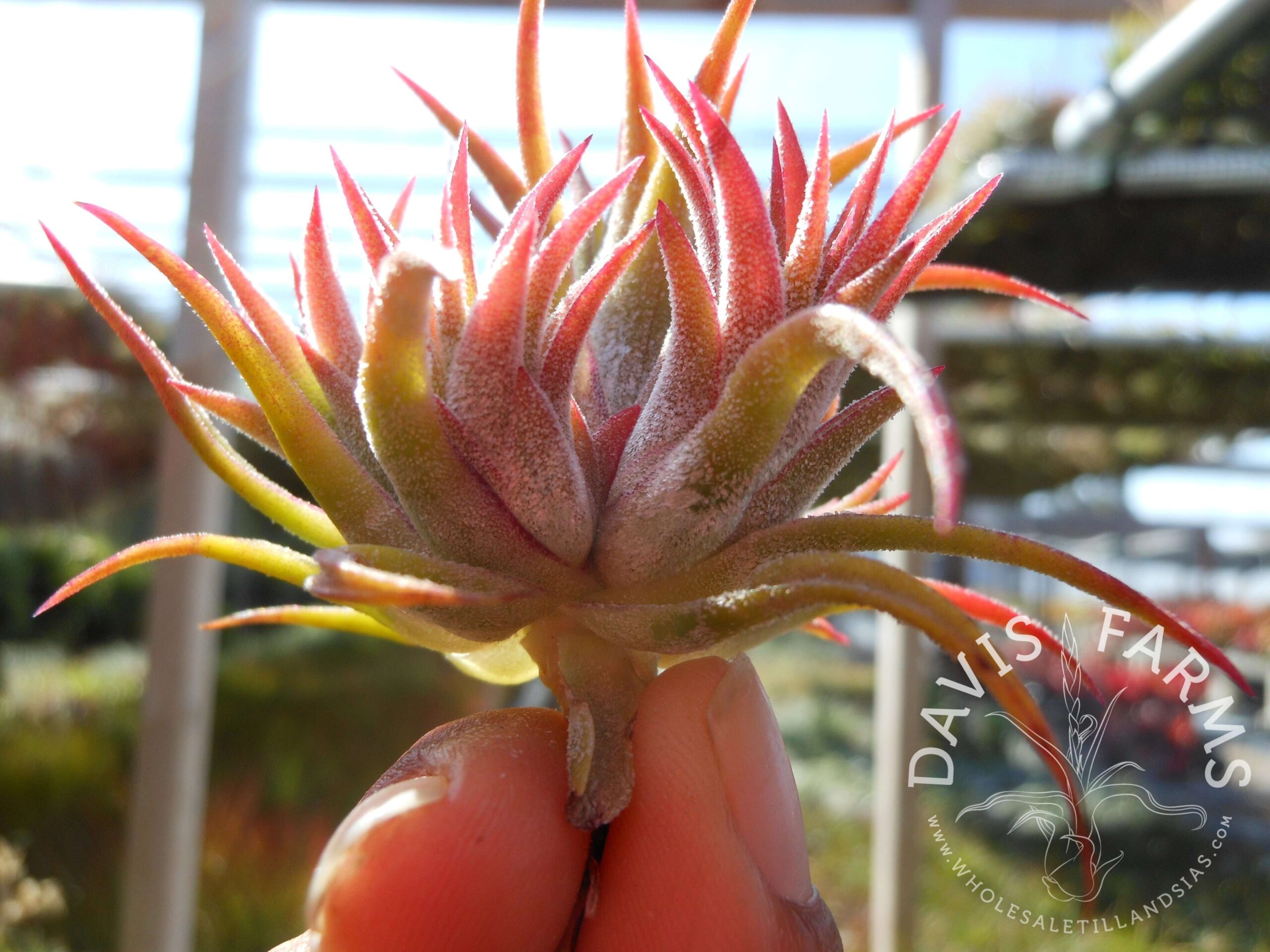 Tillandsia ionantha Mexico