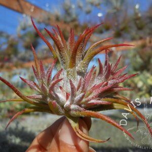 Tillandsia ionantha Mexico