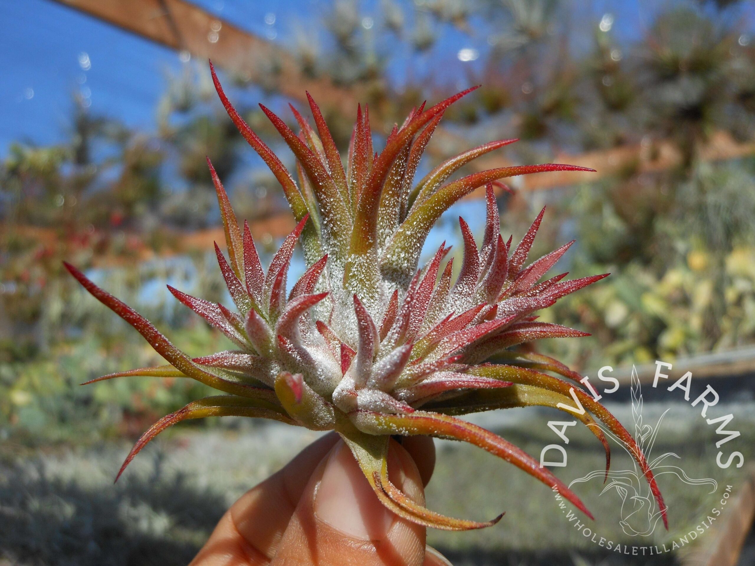 Tillandsia ionantha Mexico