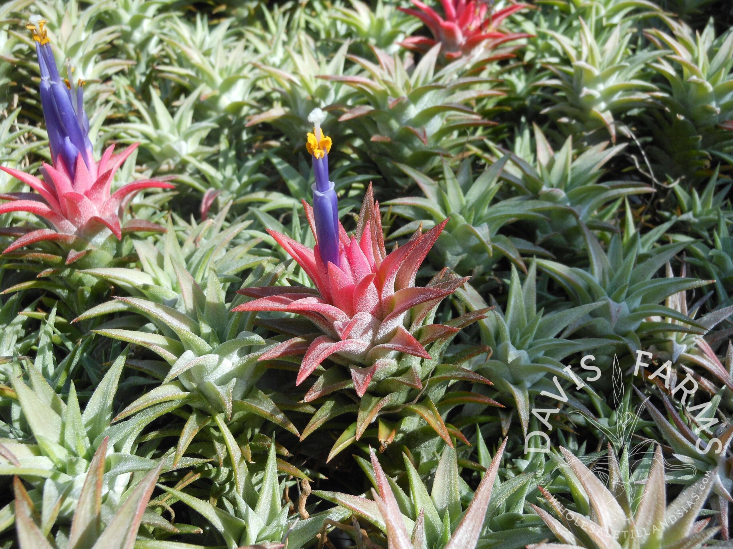Tillandsia ionantha v. vanhyningii