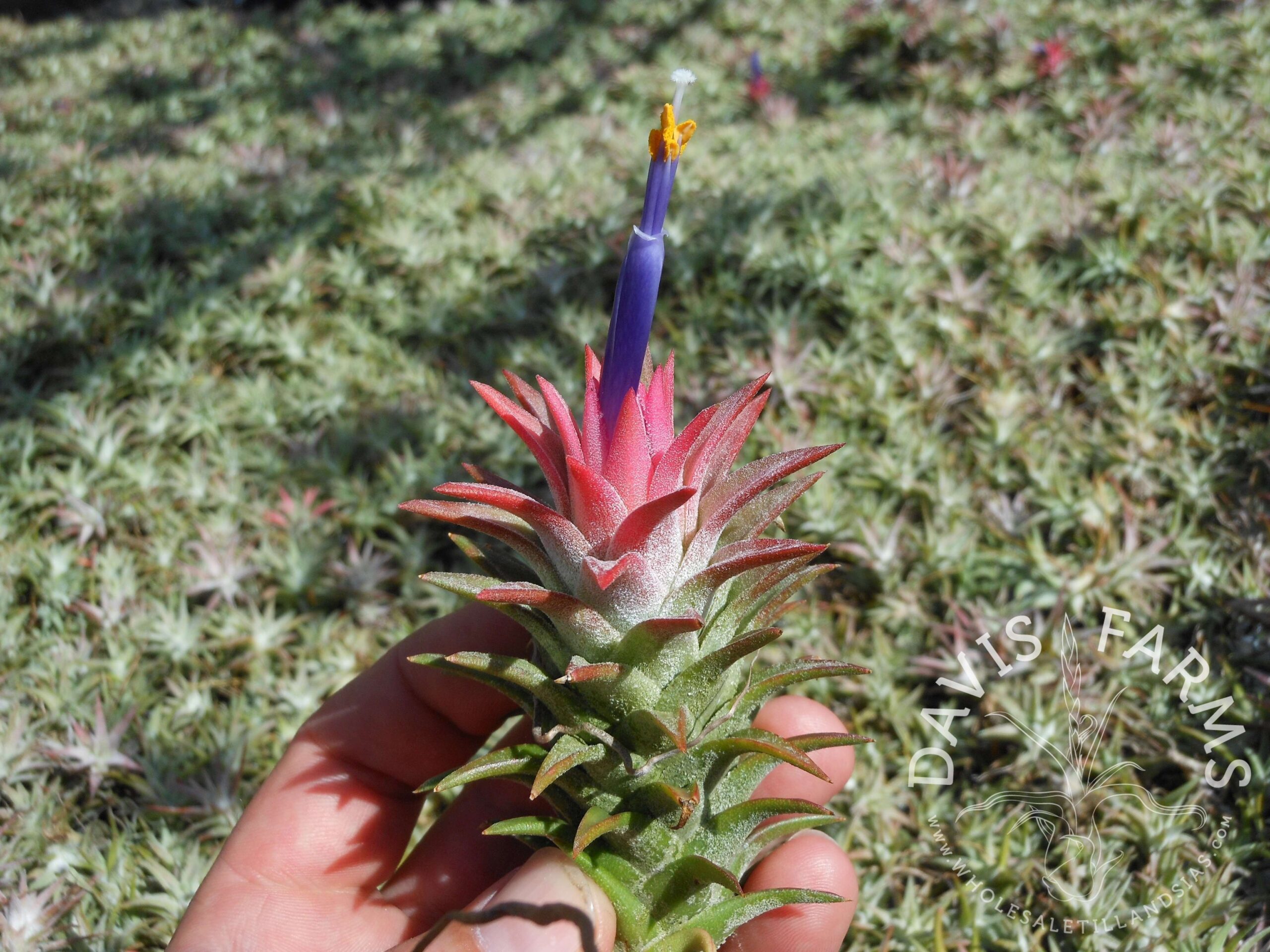 Tillandsia ionantha v. vanhyningii