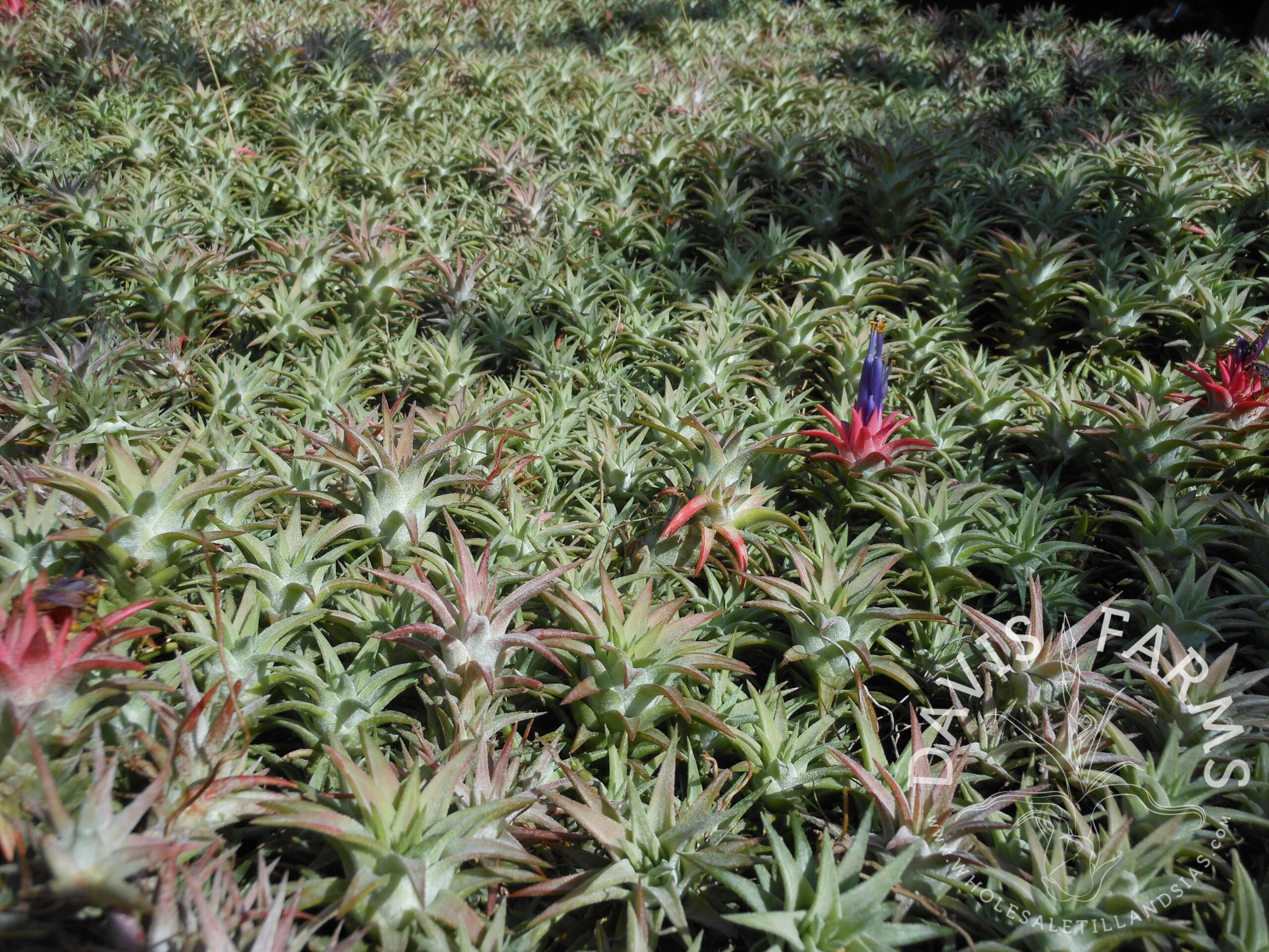 Tillandsia ionantha v. vanhyningii