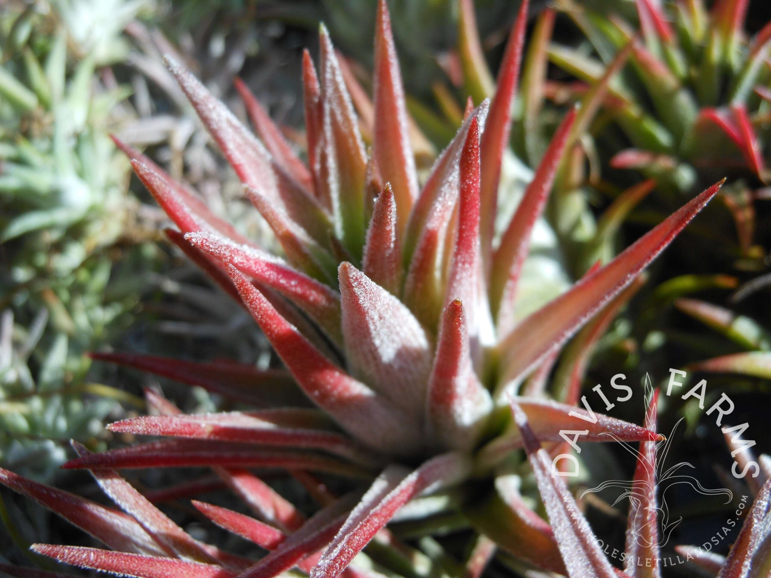 Tillandsia ionantha v. vanhyningii