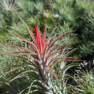 Tillandsia funckiana