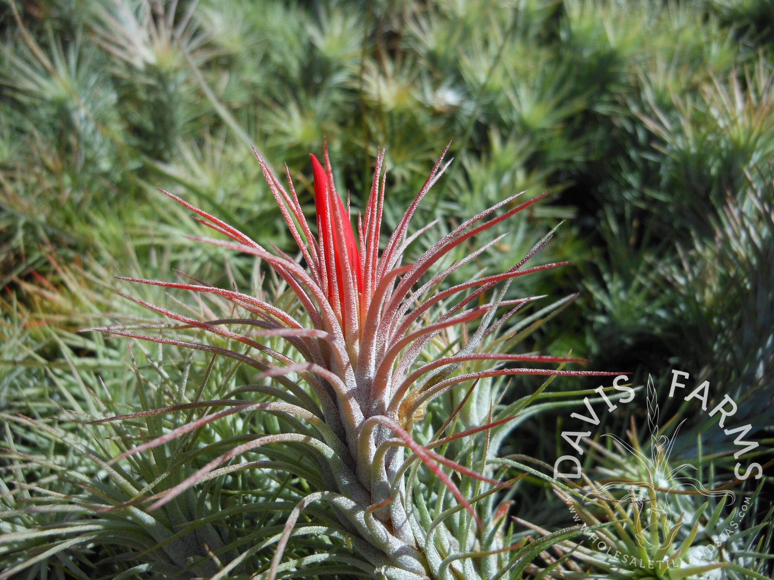 Tillandsia funckiana
