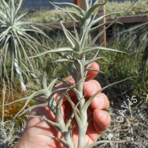 Tillandsia diaguitensis large form