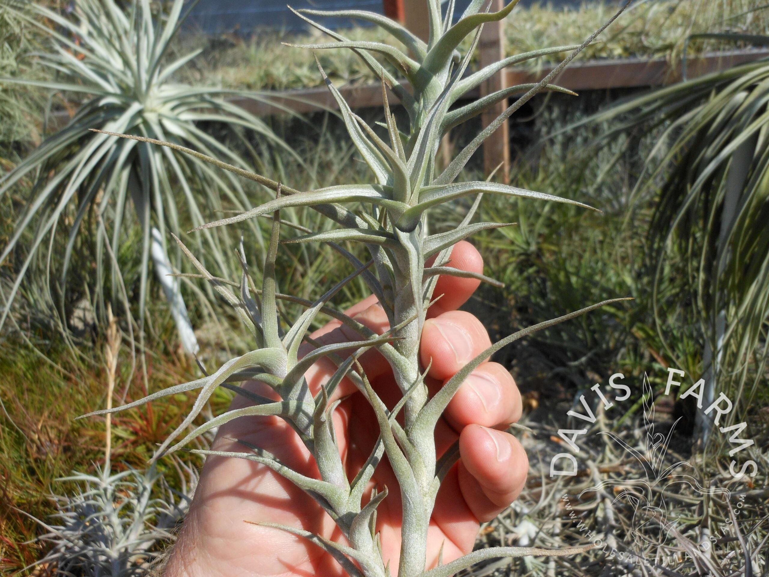 Tillandsia diaguitensis large form