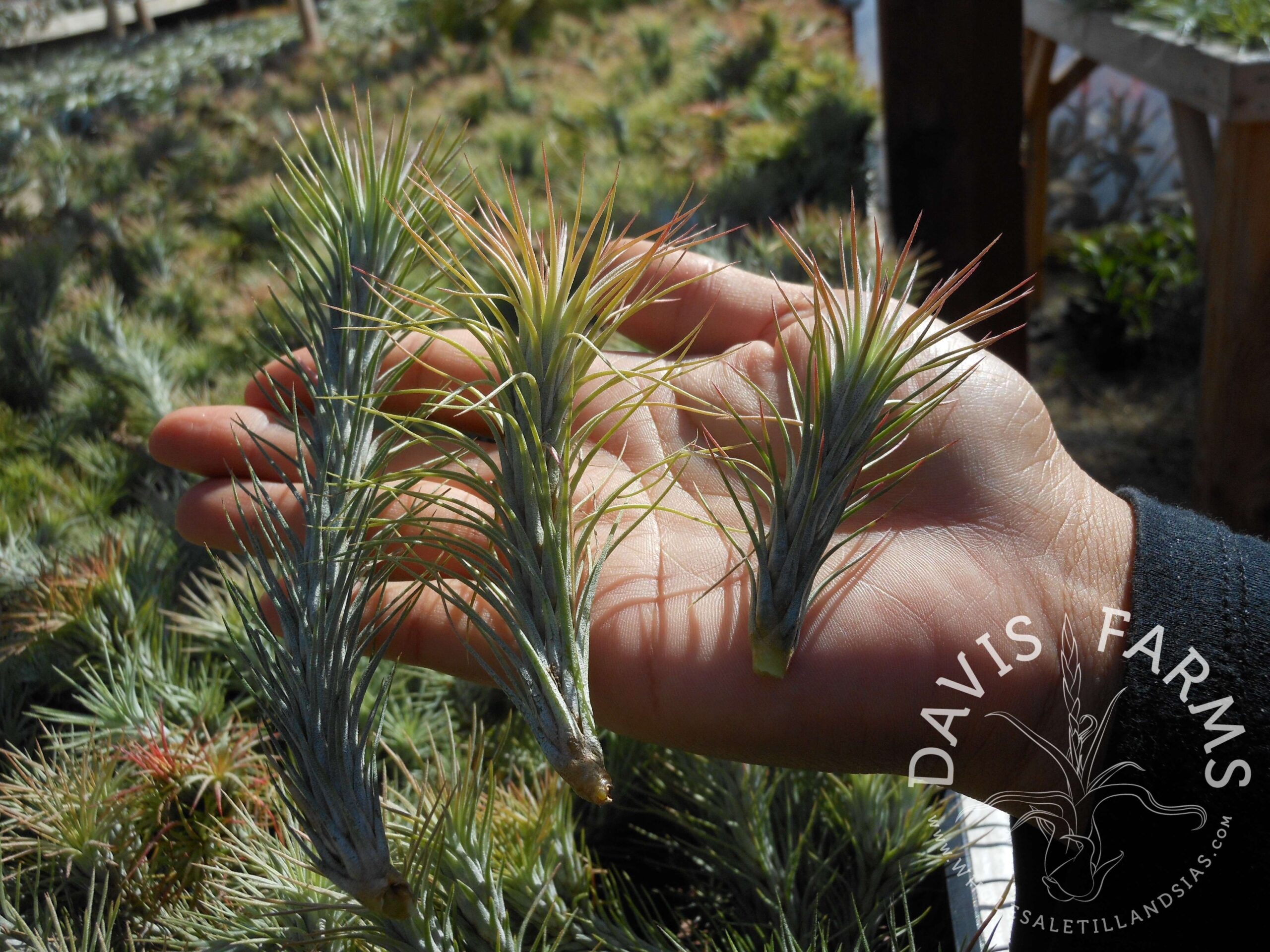 Tillandsia funckiana