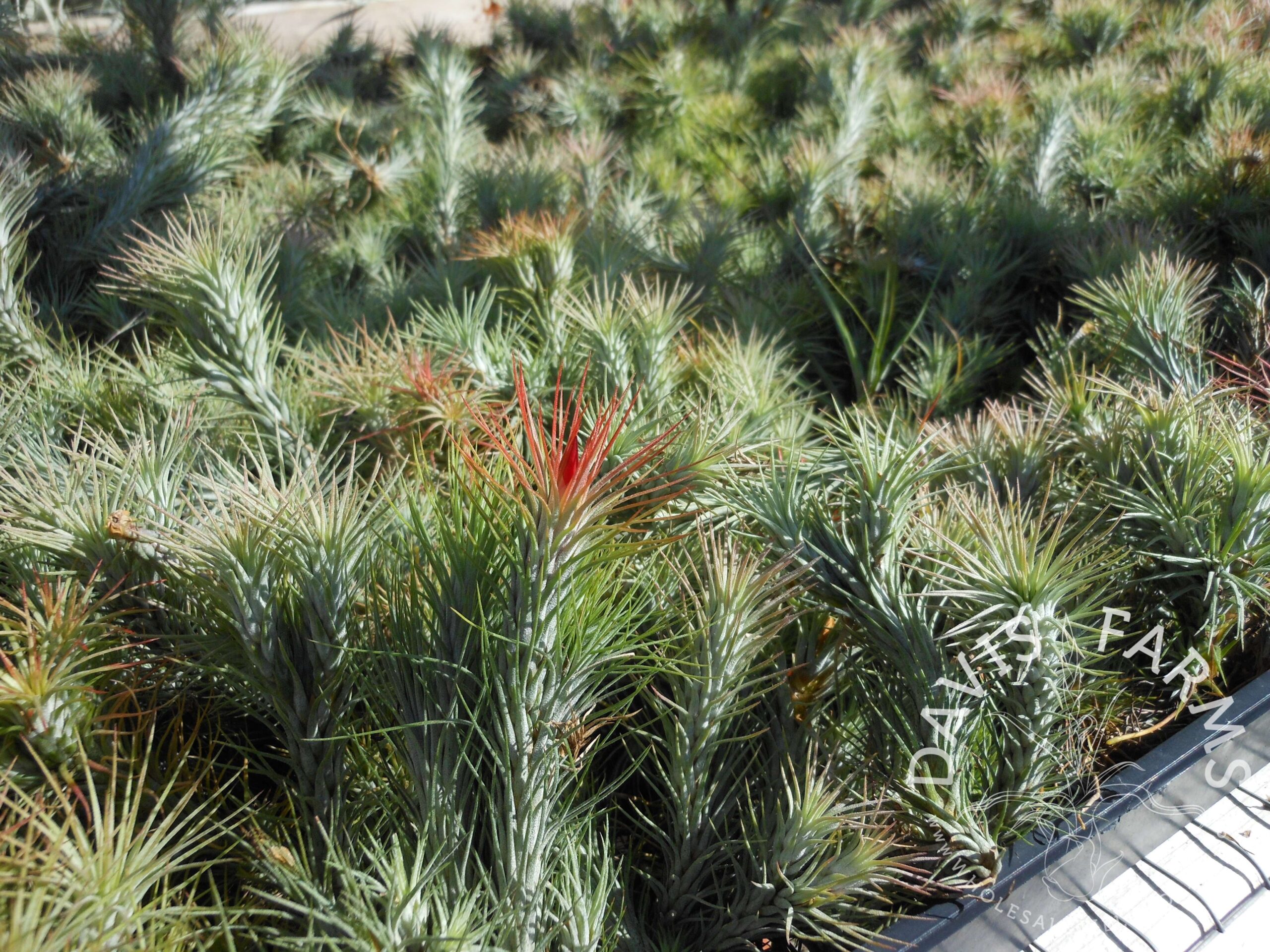 Tillandsia funckiana