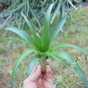 Tillandsia flabellata Green