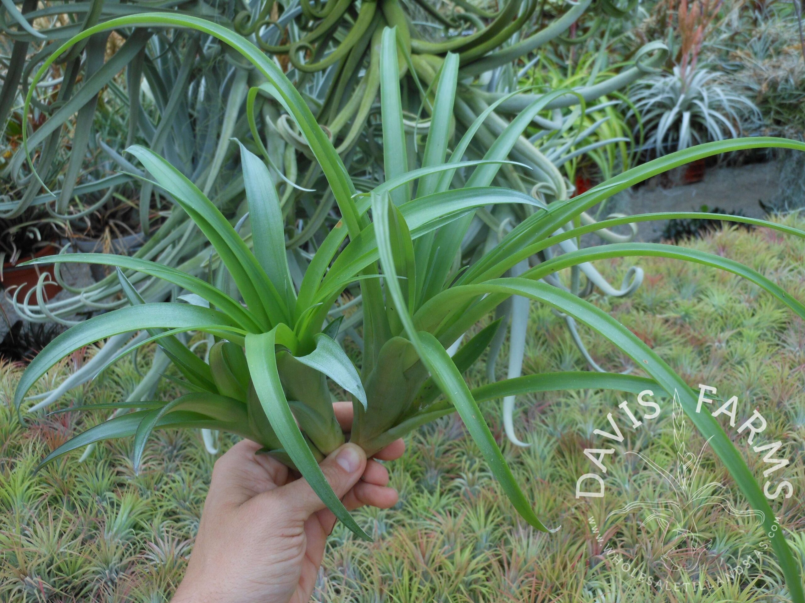 Tillandsia flabellata Green