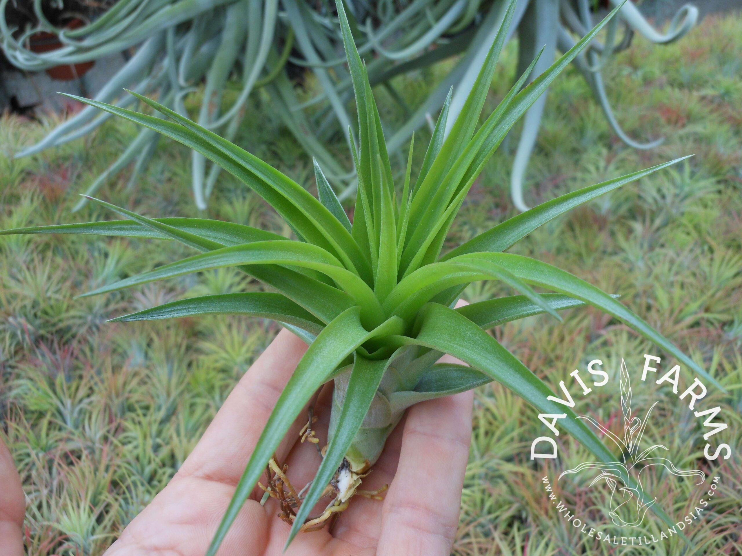 Tillandsia brachycaulos