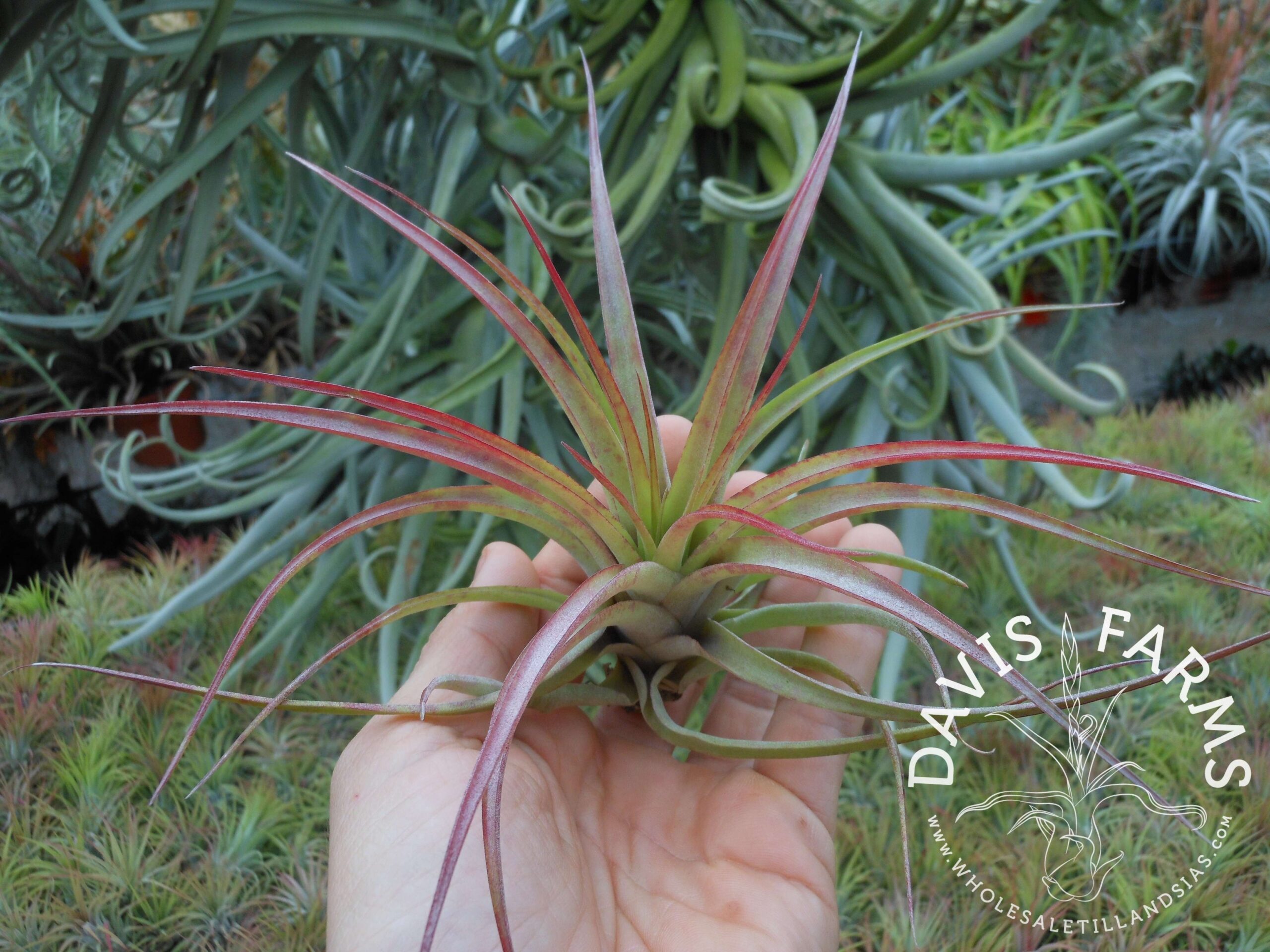 Tillandsia brachycaulos