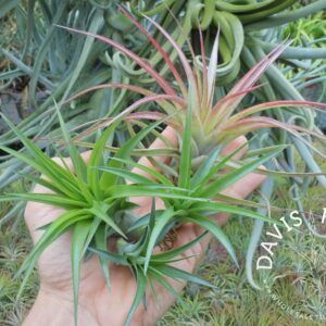 Tillandsia brachycaulos