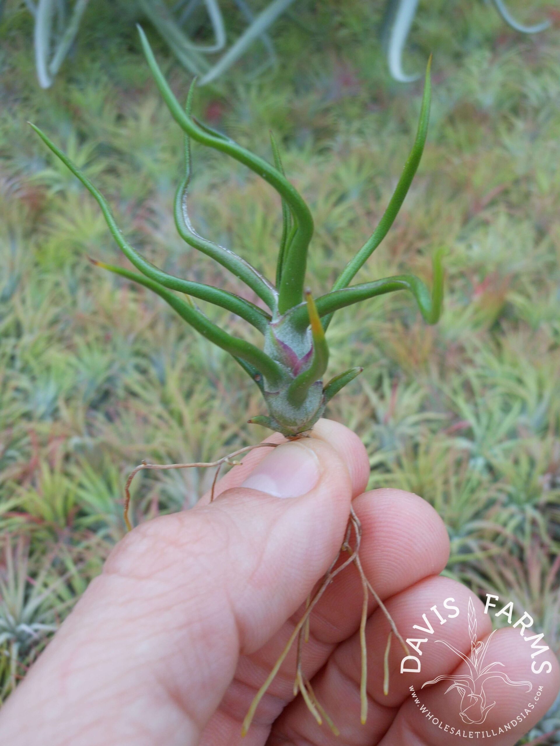 Tillandsia bulbosa