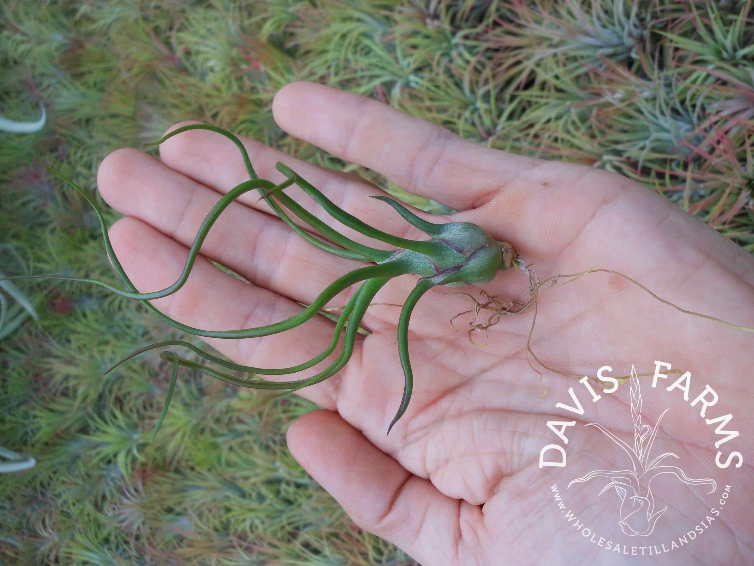 Tillandsia bulbosa
