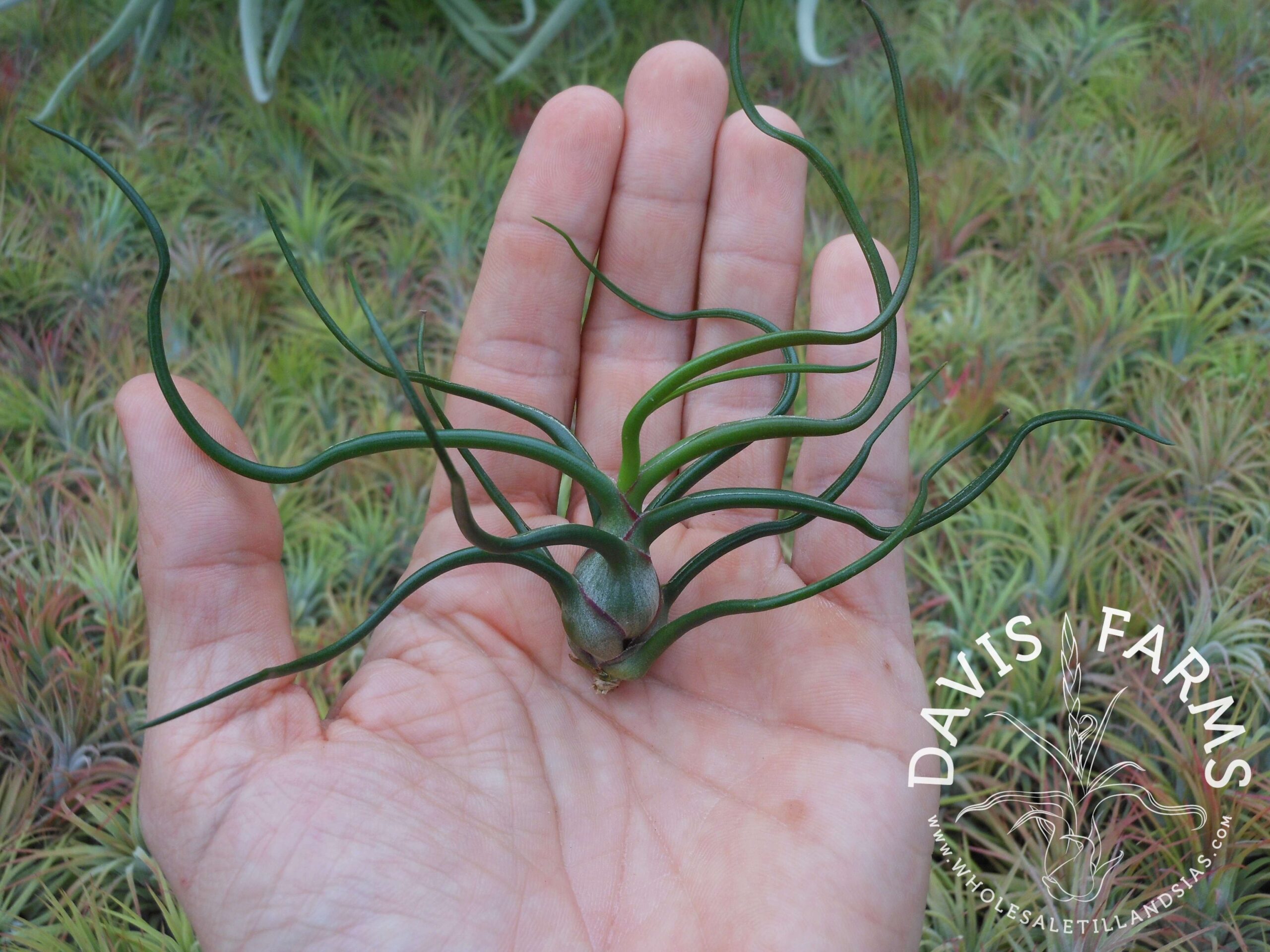 Tillandsia bulbosa