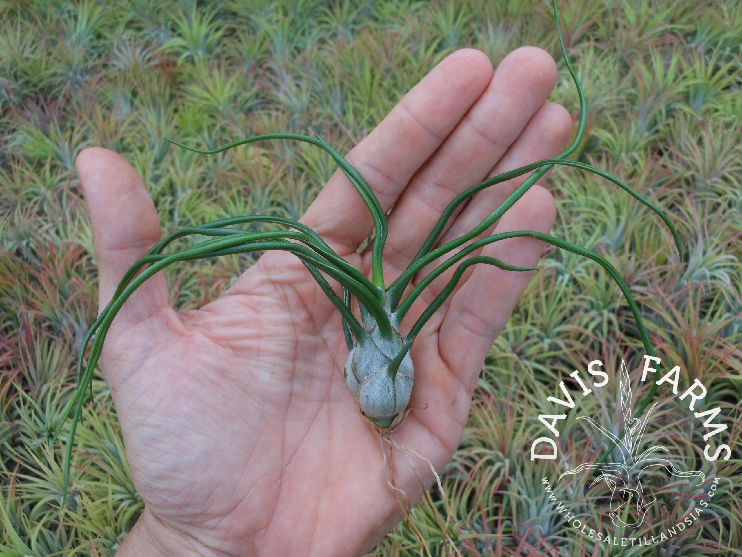 Tillandsia bulbosa