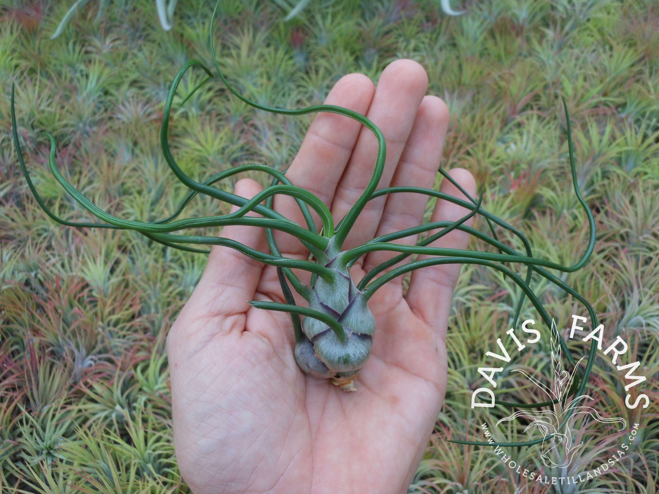 Tillandsia bulbosa