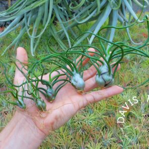 Tillandsia bulbosa