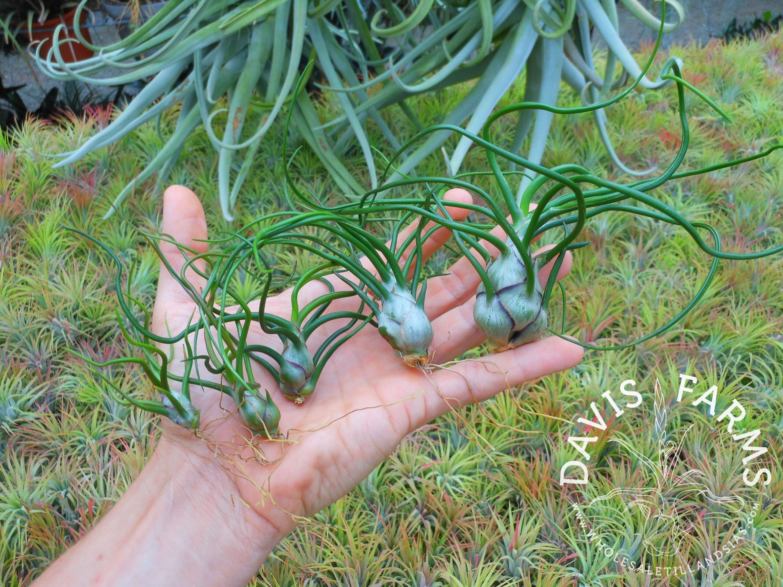 Tillandsia bulbosa