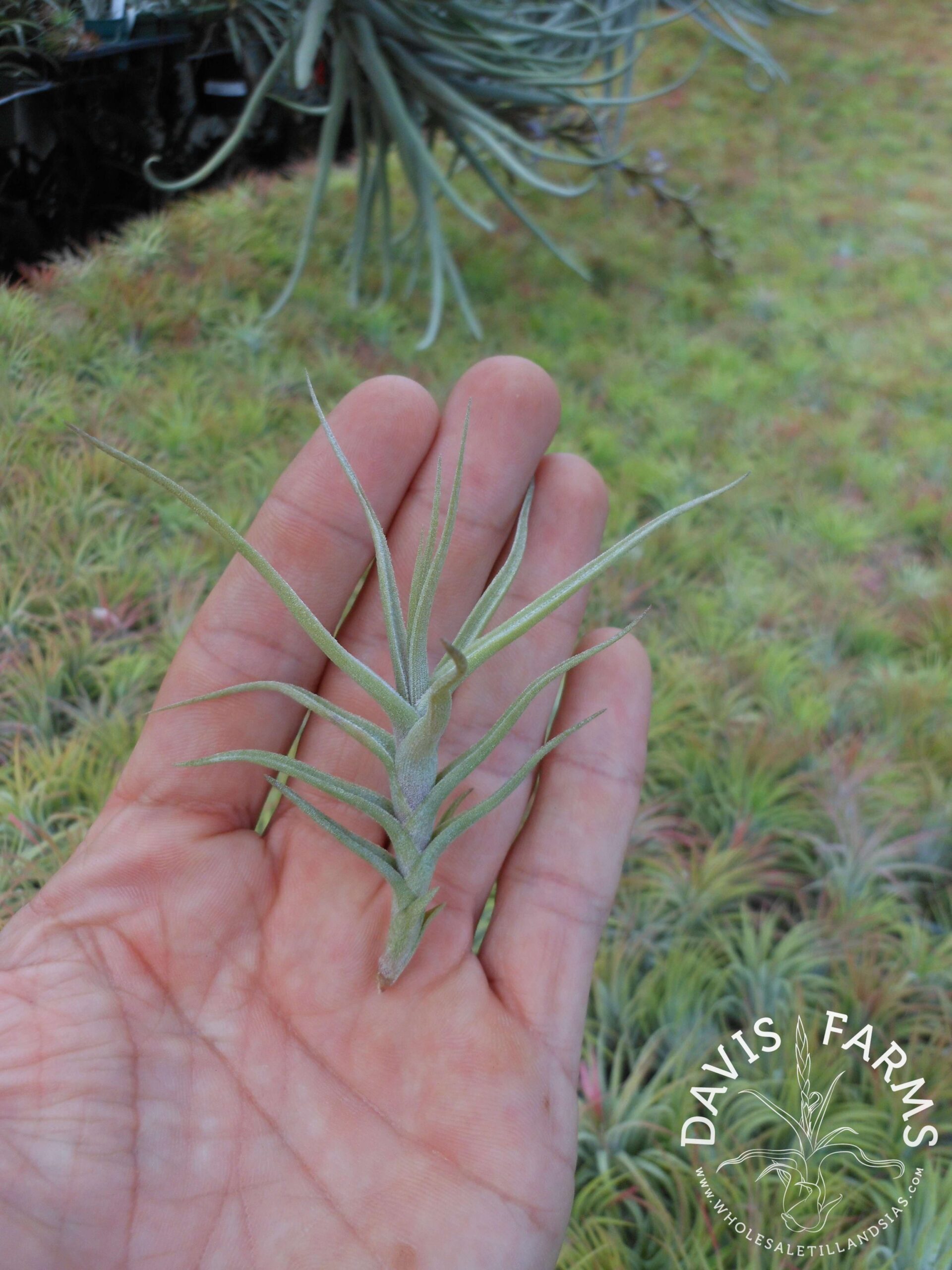 Tillandsia diaguitensis