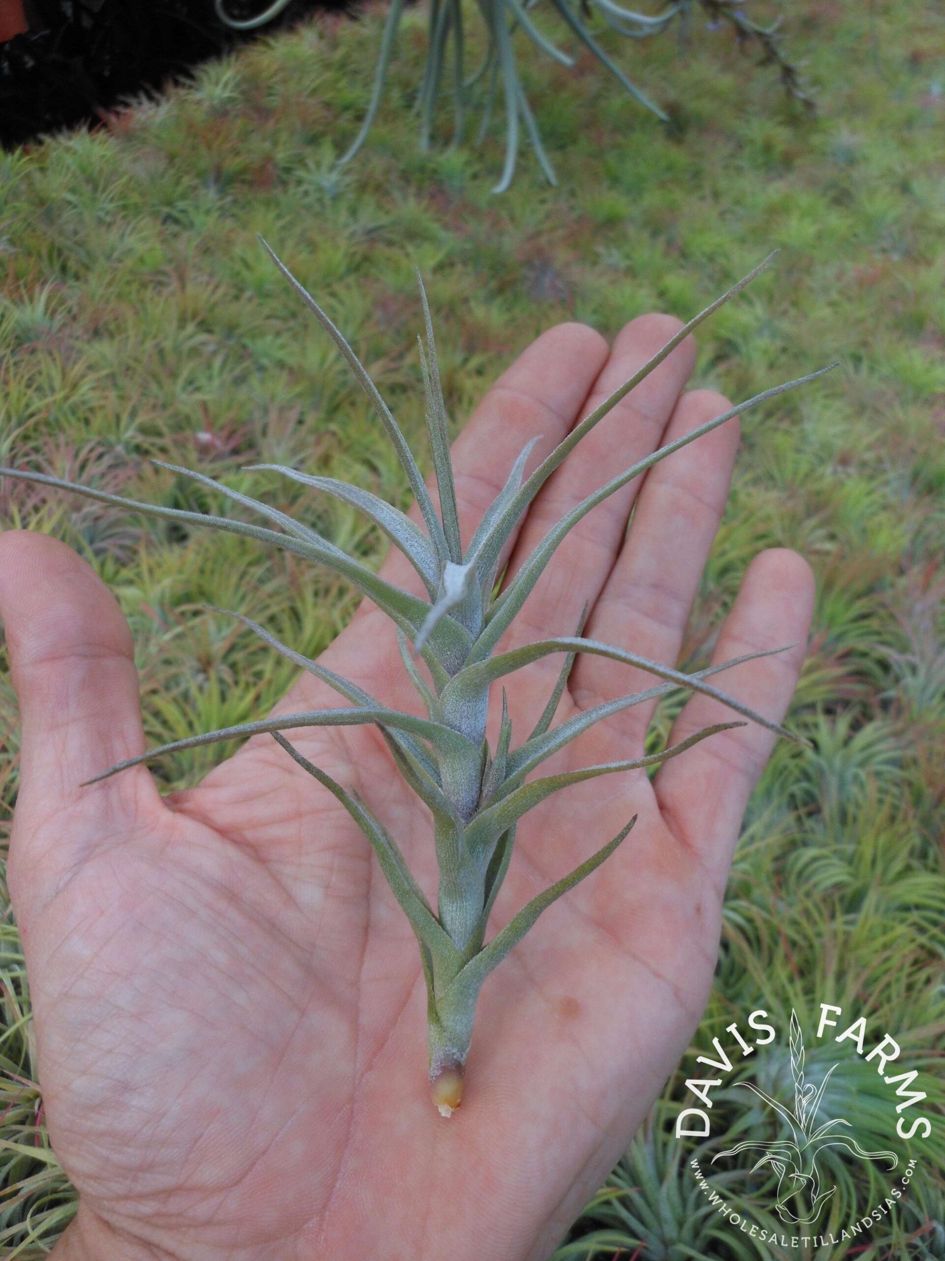 Tillandsia diaguitensis