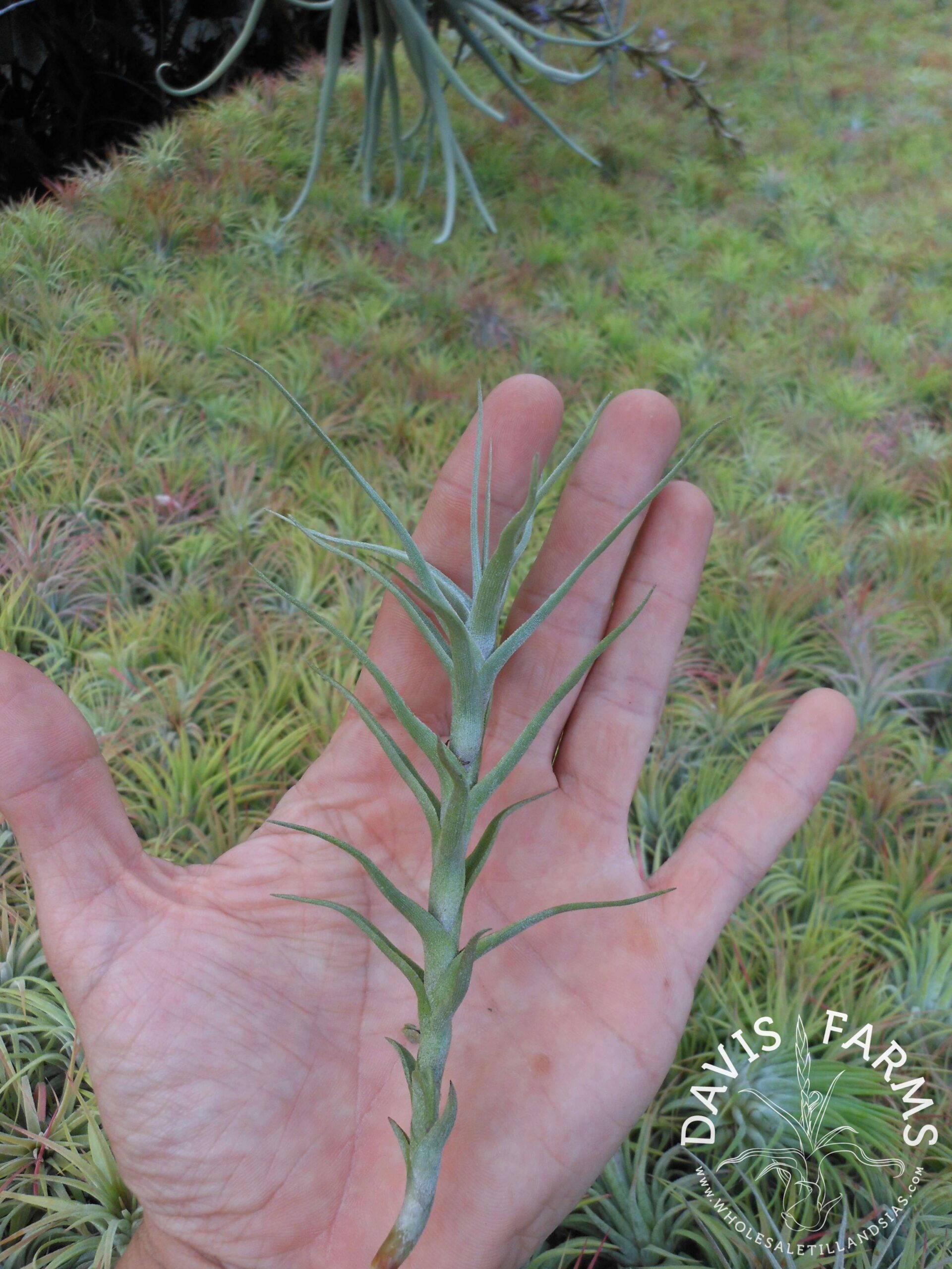 Tillandsia diaguitensis